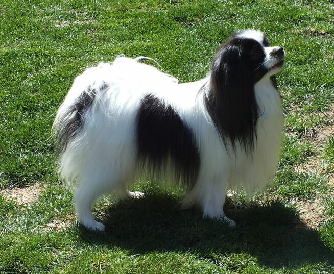 Phalene nie papillon, miniaturowy spaniel kontynentalny