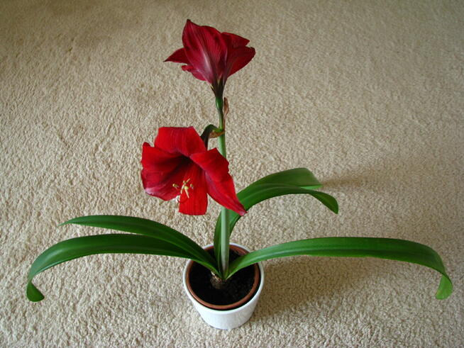 Amarylis, zwartnica – piękna kwitnąca roślinka