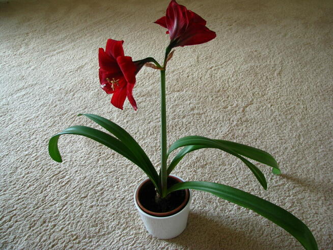 Amarylis, zwartnica – piękna kwitnąca roślinka