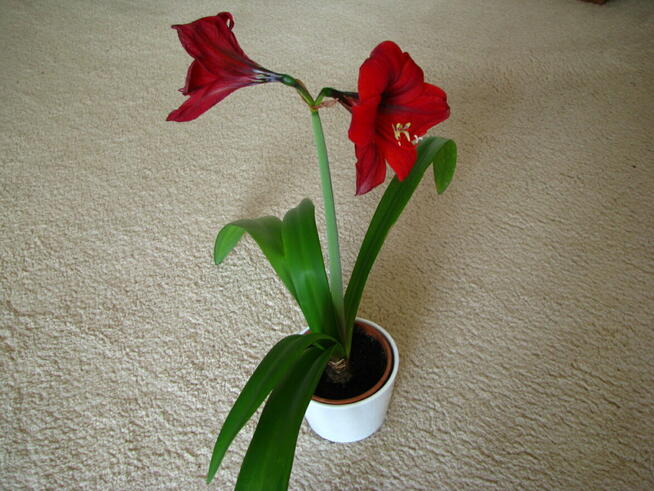 Amarylis, zwartnica – piękna kwitnąca roślinka