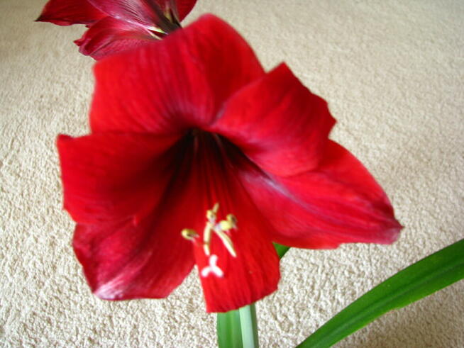 Amarylis, zwartnica – piękna kwitnąca roślinka