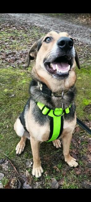 Energiczny młodziutki BRUNO czeka na dom