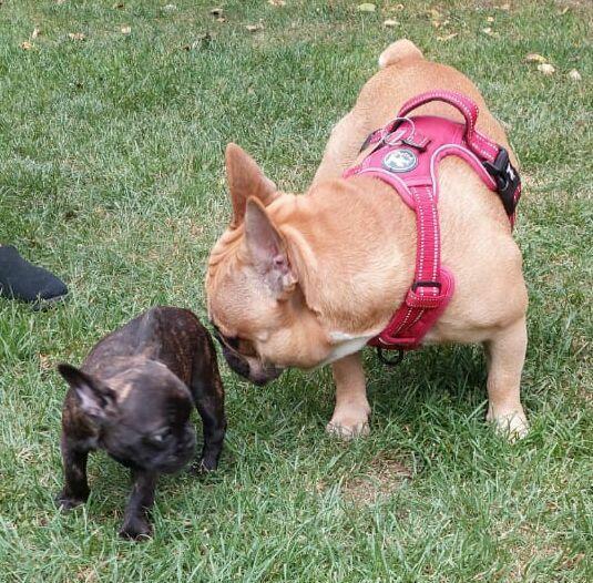 BULDOG FRANCUSKI REPRODUKTOR KRYCIE