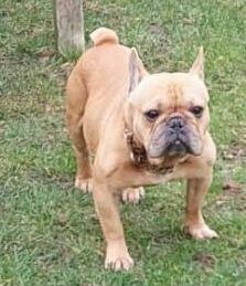 BULDOG FRANCUSKI REPRODUKTOR KRYCIE