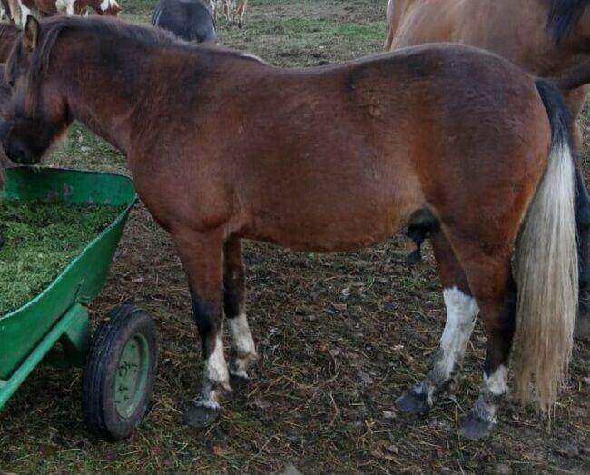 Sprzedam kuce szetlandzkie