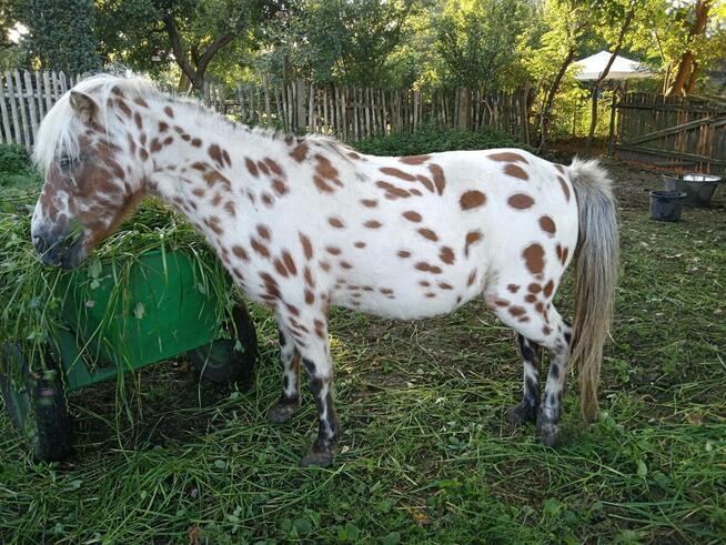 Sprzedam kuce szetlandzkie