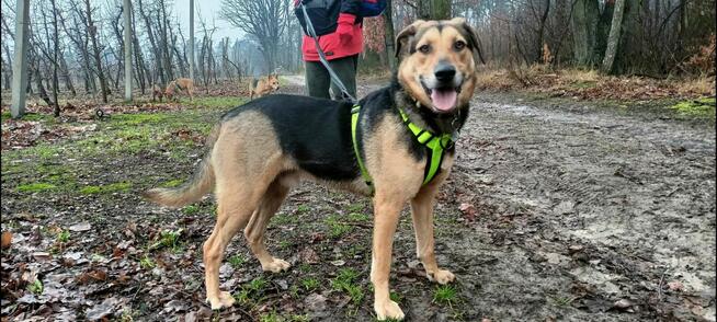 Energiczny młodziutki BRUNO czeka na dom