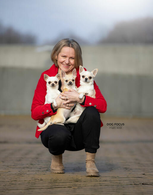 CHIHUAHUA po Championach, Rodowód FCI, okolice W-wy