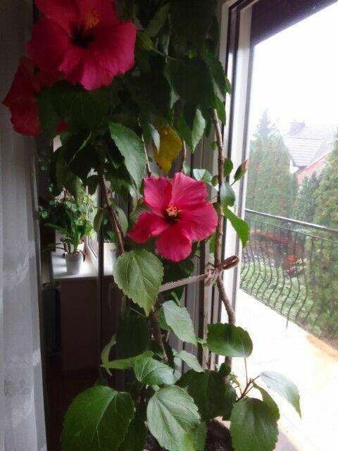 Duże kwiaty w donicach