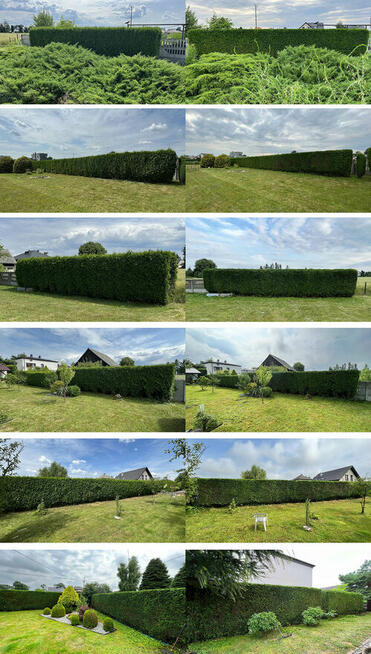 Przycinanie tuji i żywopłotów, pielęgnacja ogrodów