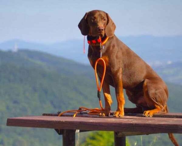 GOŃCZY POLSKI reproduktor oszczekiwacz -zaprasza na randkę