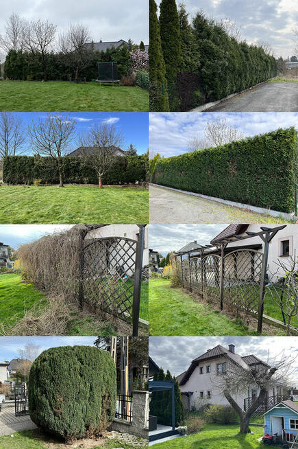 Przycinanie tuji i żywopłotów, pielęgnacja ogrodów