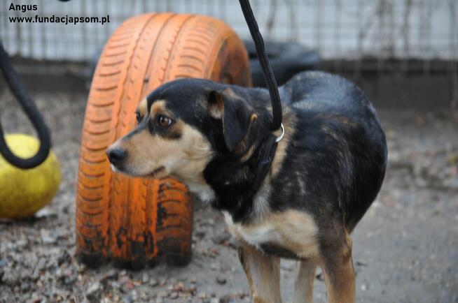 Angus - szuka domu
