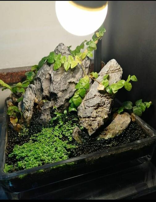 Akwarium serwis -projekt -wykonanie