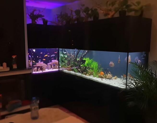 Akwarium serwis -projekt -wykonanie