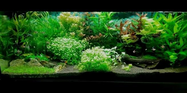 Akwarium serwis -projekt -wykonanie