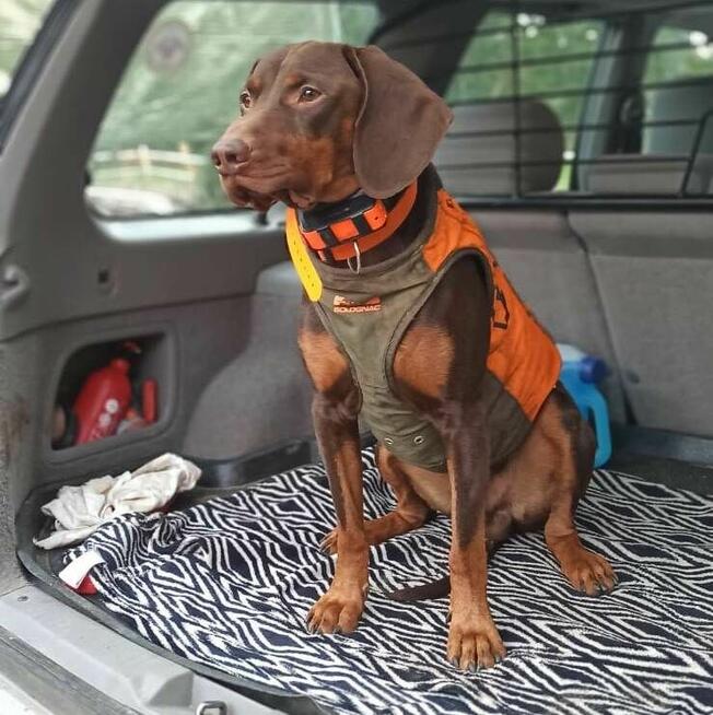 GOŃCZY POLSKI reproduktor oszczekiwacz -zaprasza na randkę