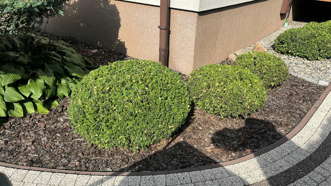 Przycinanie tuji i żywopłotów, pielęgnacja ogrodów