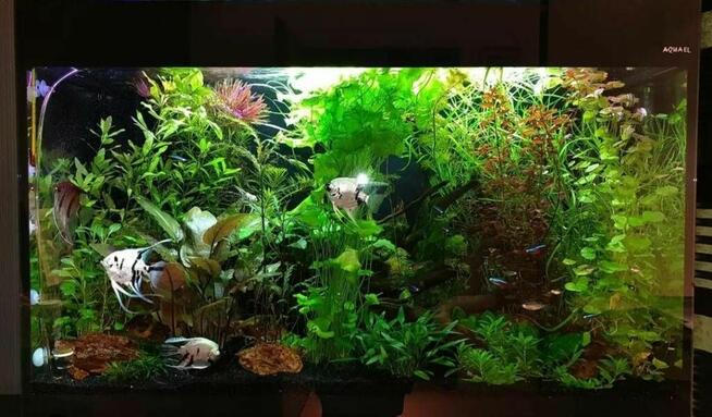 Akwarium serwis -projekt -wykonanie