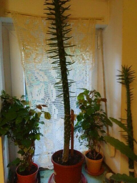 Duże kwiaty w donicach