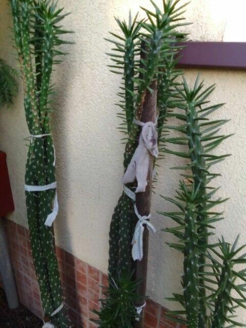 Duże kwiaty w donicach