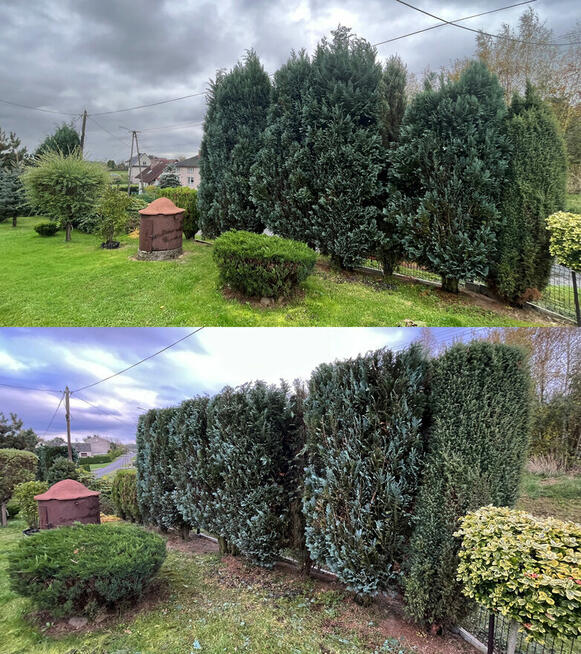 Przycinanie tuji i żywopłotów, pielęgnacja ogrodów