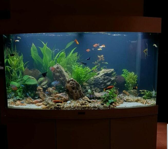 Akwarium serwis -projekt -wykonanie