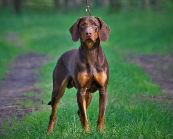 GOŃCZY POLSKI reproduktor oszczekiwacz -zaprasza na randkę