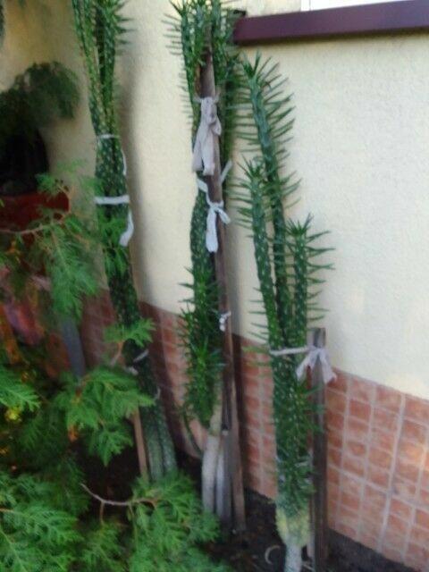 Duże kwiaty w donicach