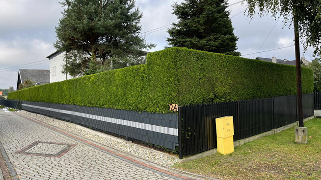 Przycinanie tuji i żywopłotów, pielęgnacja ogrodów