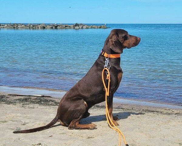 GOŃCZY POLSKI reproduktor oszczekiwacz -zaprasza na randkę