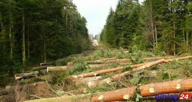 Wycinka Drzew, utylizacja zielonej masy, podnośnik koszowy