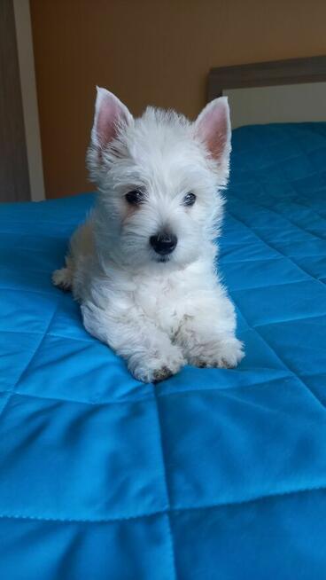 Suczka West Highland terrier