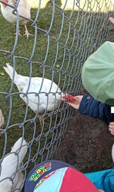 Wycieczki jednodniowe dla dzieci, przedszkoli, szkół