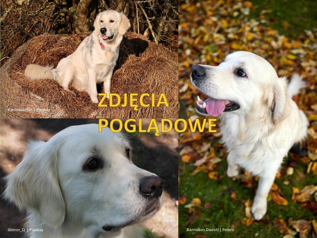 Golden retriever, suczka Aria - NADAL POSZUKIWANA