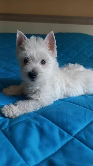 Suczka West Highland terrier