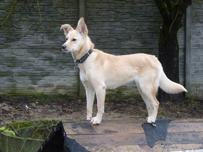 Piękna BLANKA czeka na dom