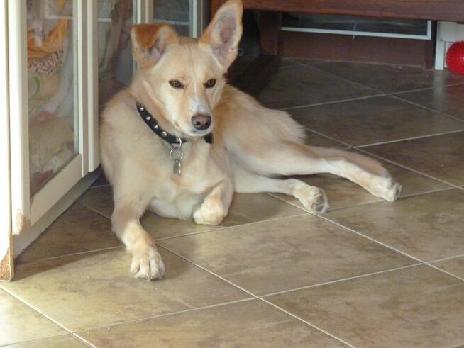 Piękna BLANKA czeka na dom