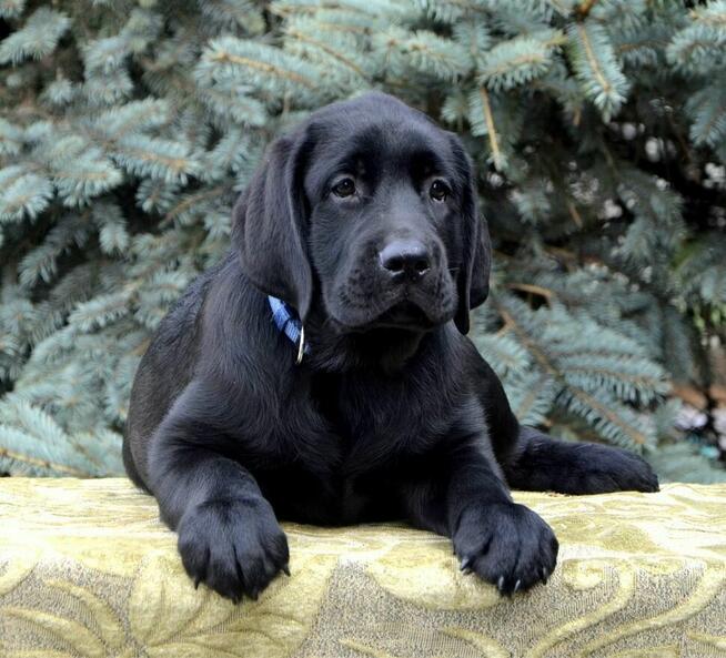 Prawdziwy „champion” czarny Labrador z rodowodem FCI