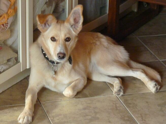 Piękna BLANKA czeka na dom