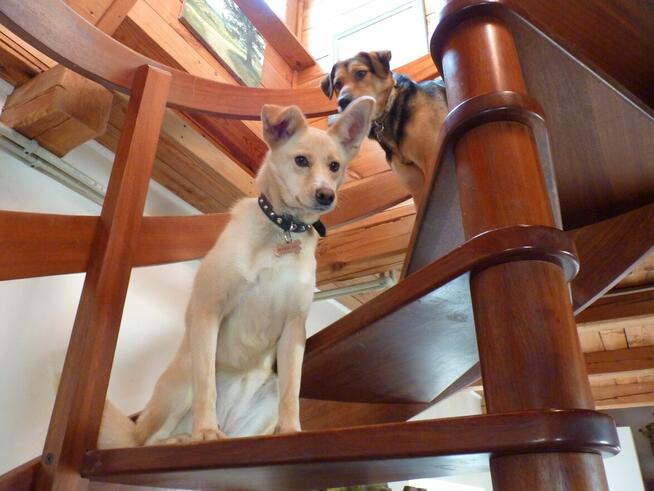 Piękna BLANKA czeka na dom