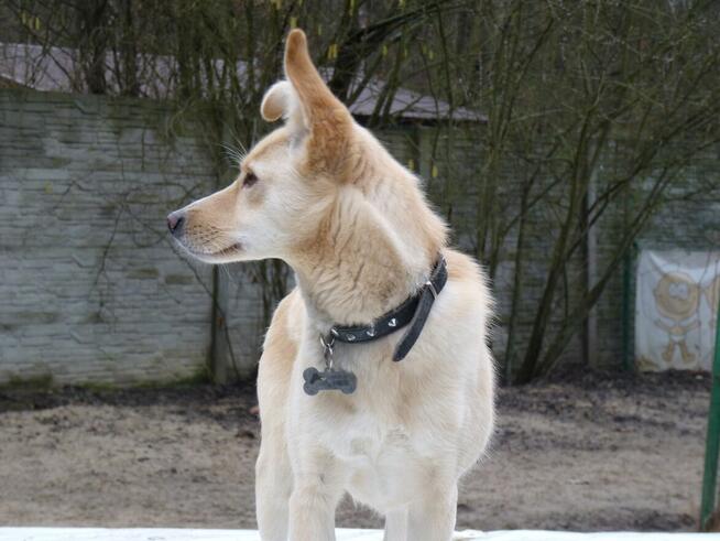 Piękna BLANKA czeka na dom