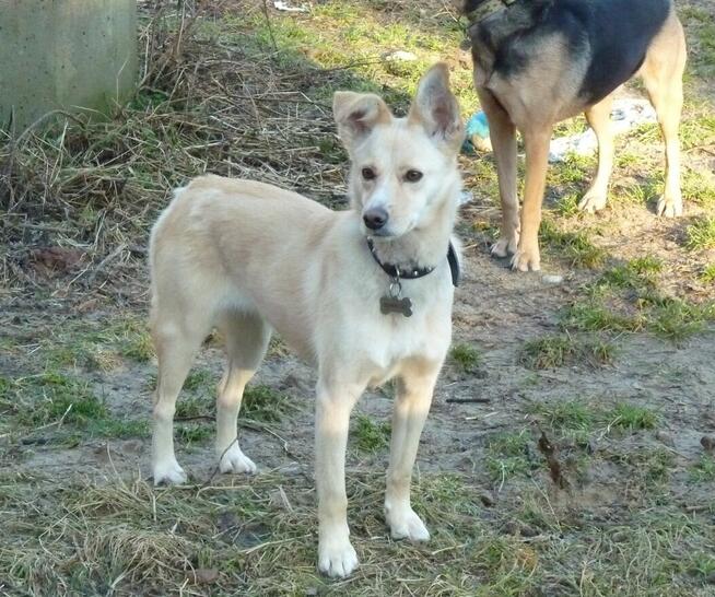 Piękna BLANKA czeka na dom