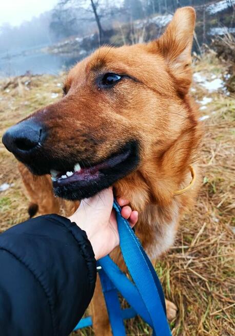 AMBER młoda wesoła proludzka sunia czeka na wymarzony dom