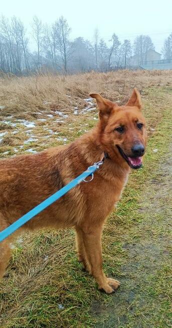 AMBER młoda wesoła proludzka sunia czeka na wymarzony dom