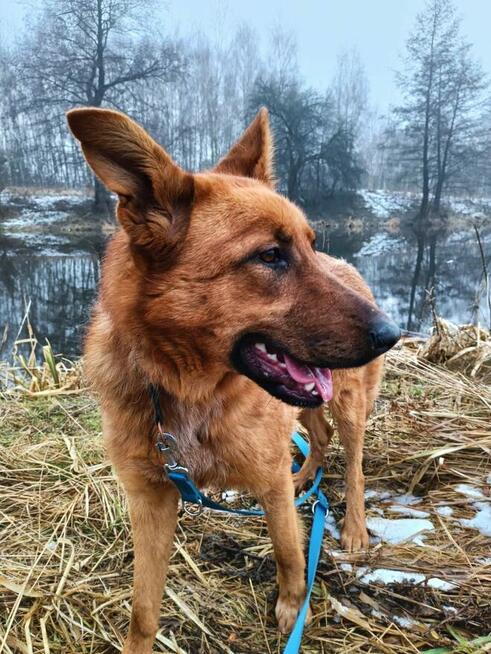 AMBER młoda wesoła proludzka sunia czeka na wymarzony dom