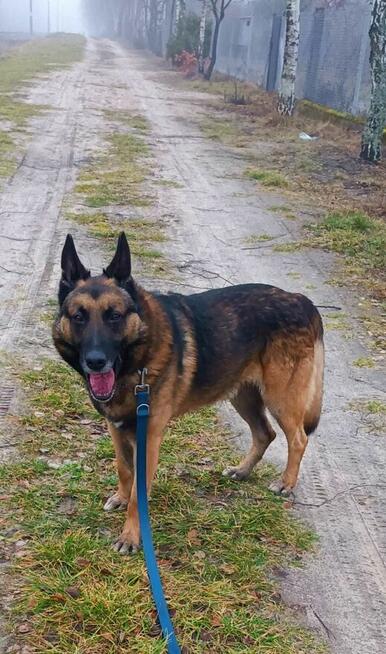 Cudowny pies kochający ludzi szuka wspaniałego domu