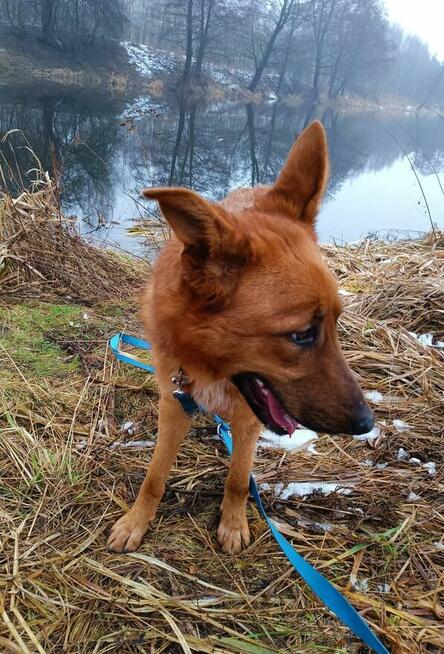 Młoda sunia uwielbiająca spacer i ludzi BŁAGA o dom