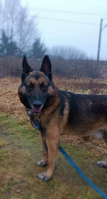 Cudowny pies kochający ludzi szuka wspaniałego domu