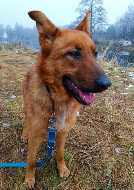 Młoda sunia uwielbiająca spacer i ludzi BŁAGA o dom